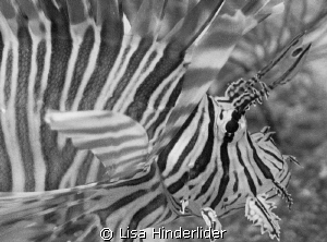 Lionfish portrait in BW by Lisa Hinderlider 